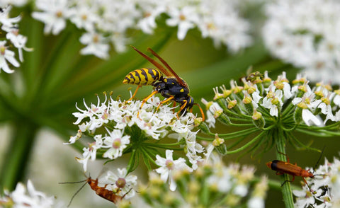 Wasp on flower