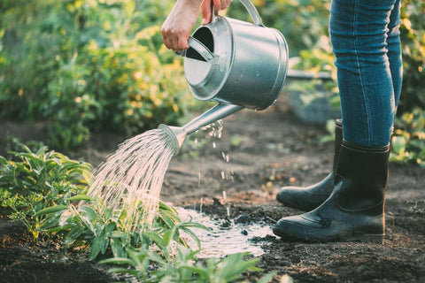 Watering plants