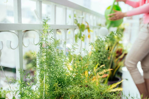 Watering plants