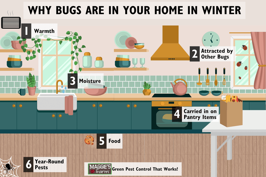 Why Bugs Are in Your Home in Winter infographic