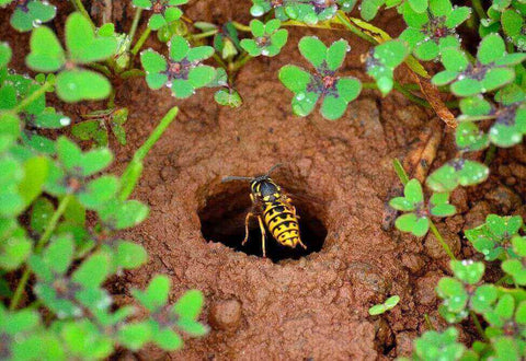 Yellow jacket near nest