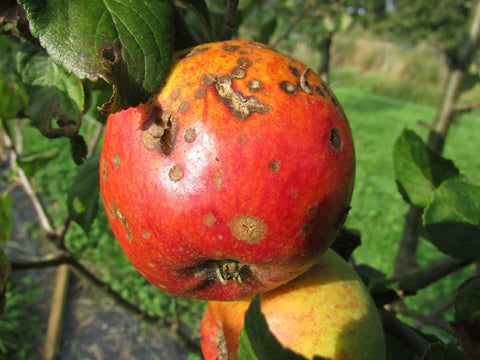 Apple with blight