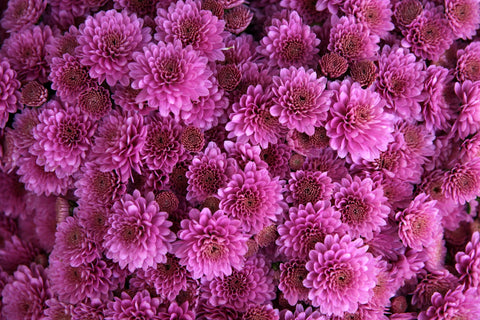 Chrysanthemums