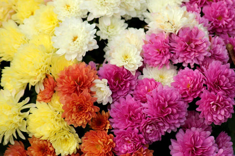 Chrysanthemums