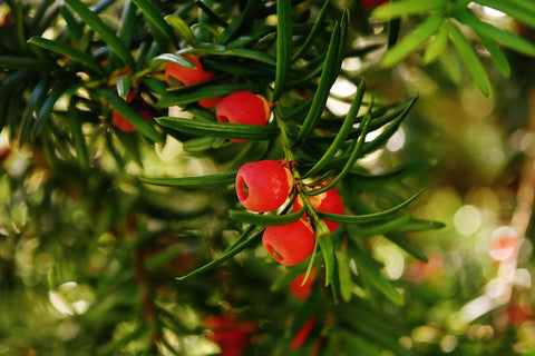 Yew shrub