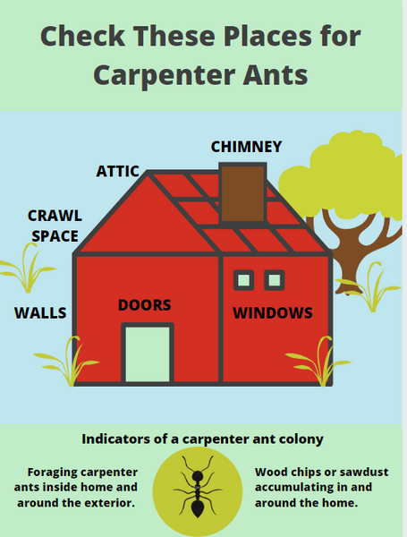 Where to Find Carpenter Ants