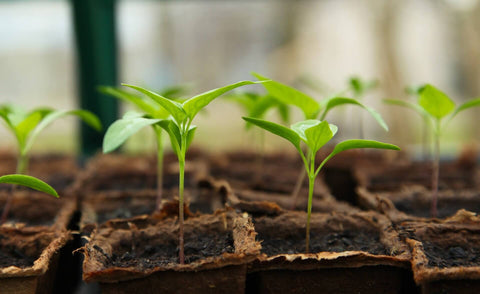 Planting seedlings