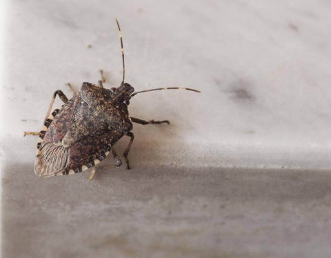 Stink bug in house