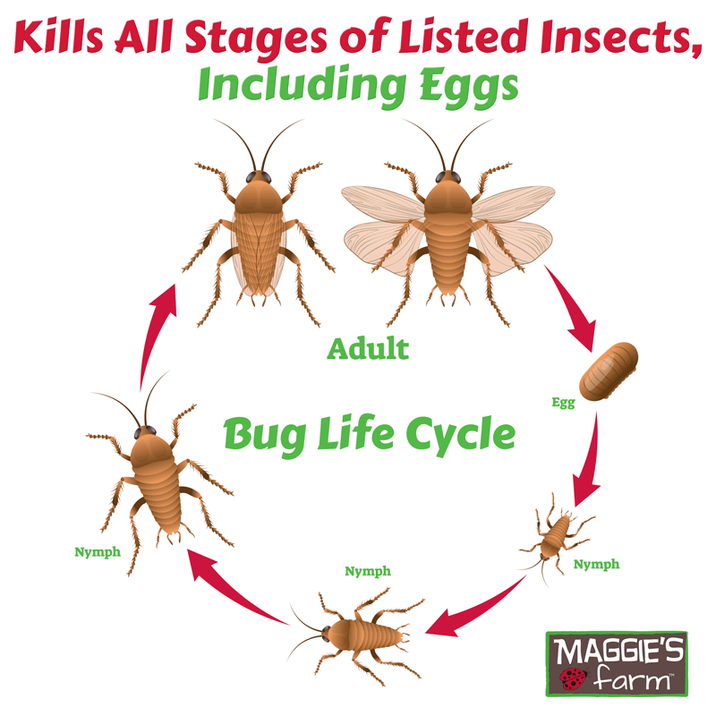 Boxelder Bug Life Cycle | sites.unimi.it