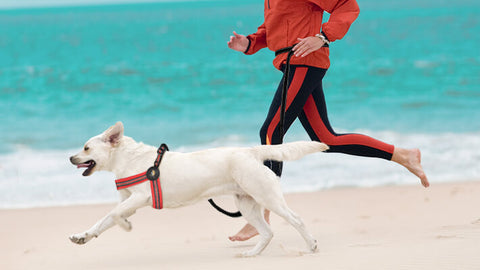 Adjustable Hands-Free Dog Leash For Running