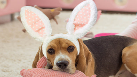  Easter Bunny Ears for Dogs