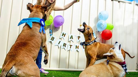 Throw a Party for your Dog
