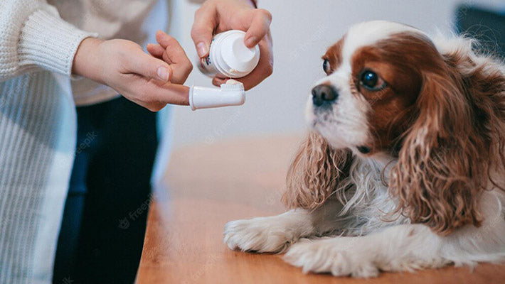 あなたの犬の歯をきれいに保つために指の犬の歯ブラシを使用してください