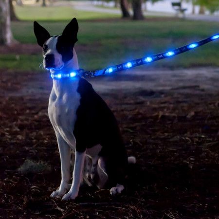 愛犬へのクリスマスプレゼント