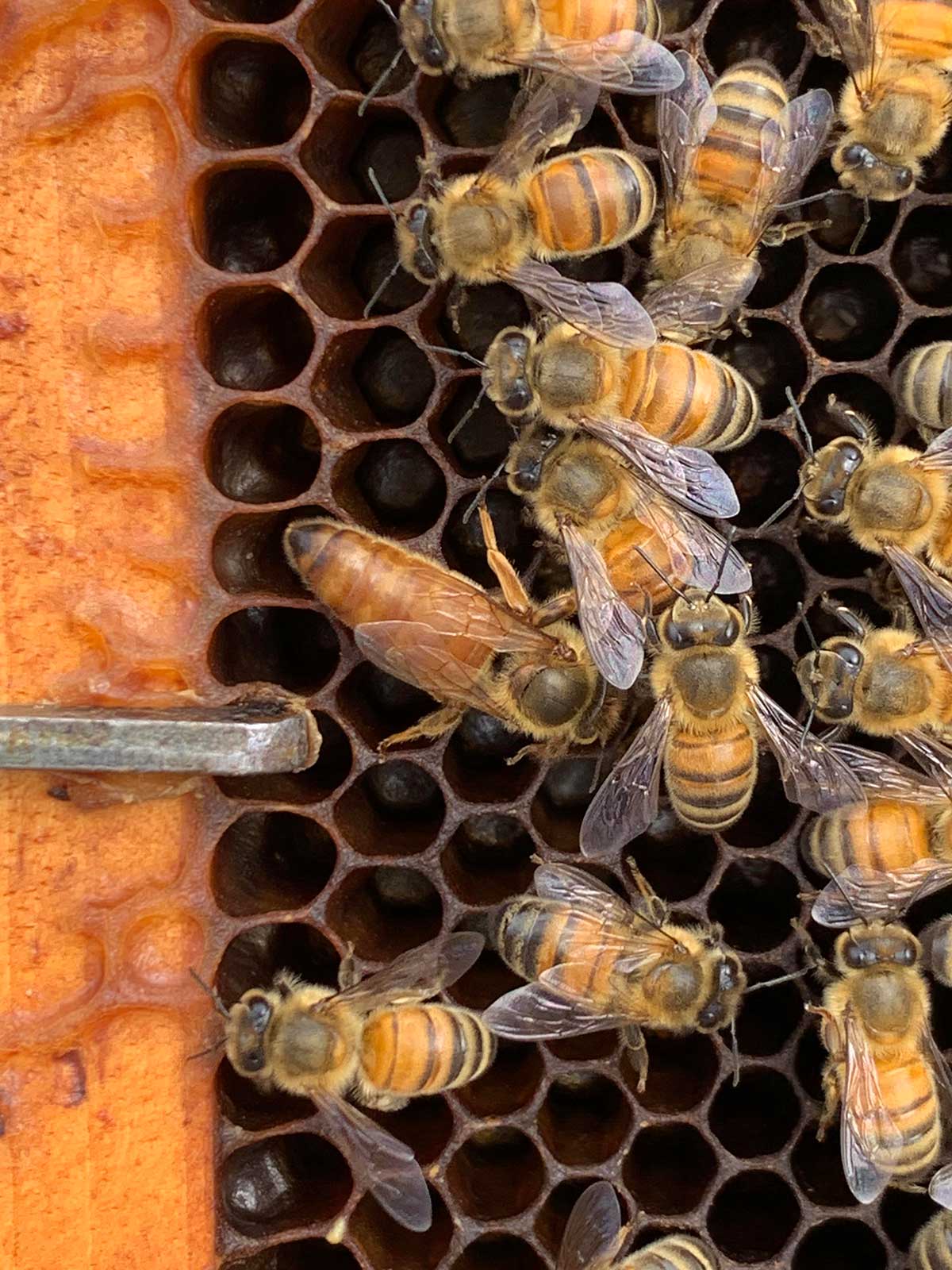 About Rainbow Bees | Hawaiian Honey Company – Hawaiian Rainbow Bees