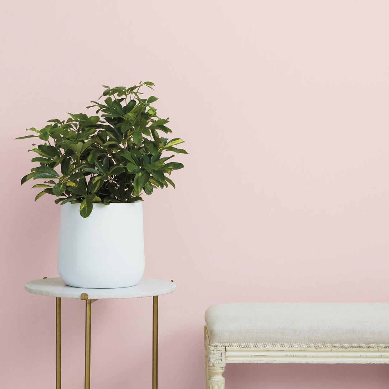 Looking for the perfect pink paint? These popular shades are the best pink paint colors. From soft to stand out, find the best pink paint color for your space.