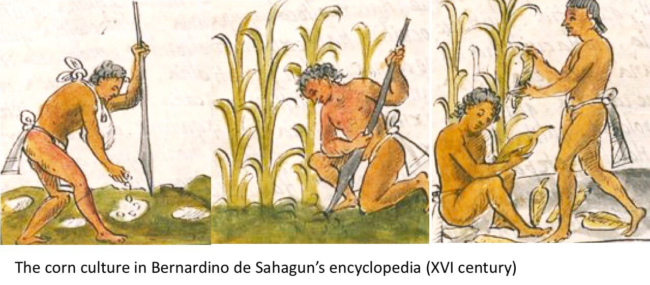 Corn cultur Sahguns enciclopedia