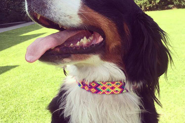 Dog happy and good looking with his Makan collar