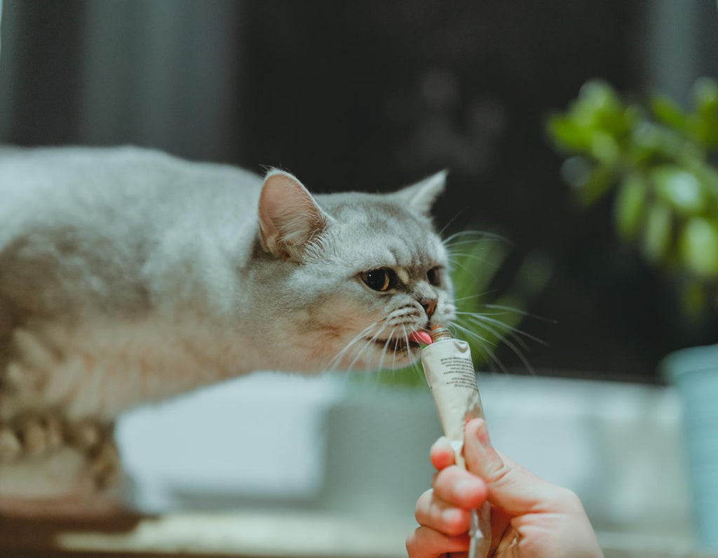 Calming cbd cat treats pros include certain health benefits such as cbd joint support may relieve pain and positively affect your cat's health