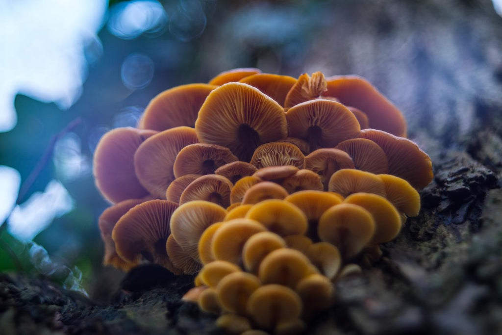 a close up of mushrooms other psychedelic compounds psychedelic assisted therapy senate bill task force natural medicines psychedelic therapists alternative therapies