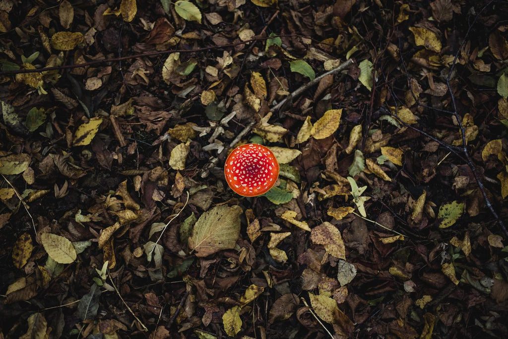 Truffles soil