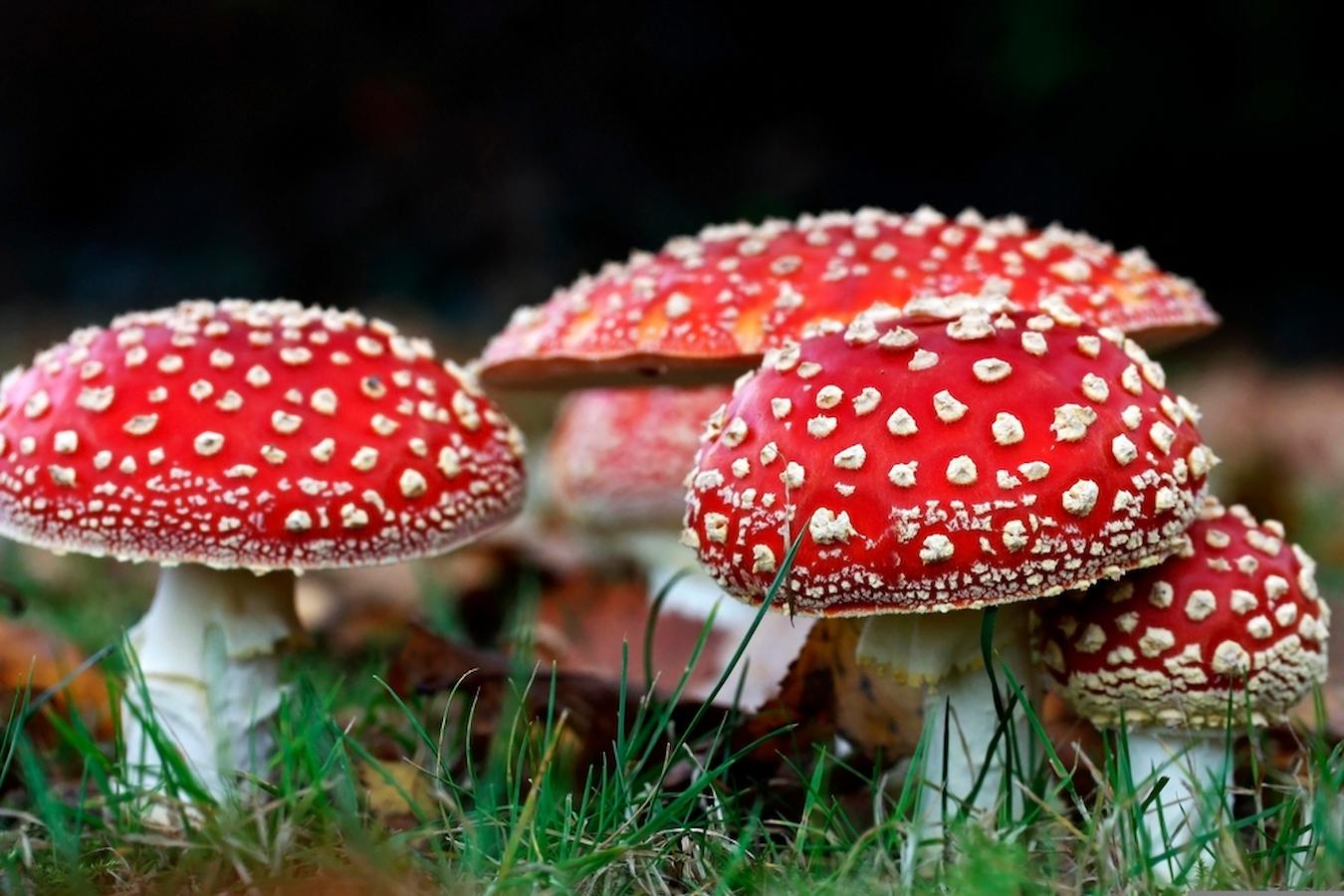 amanita muscaria mushrooms shrooms work delayed headaches high dose other drugs more mushrooms bad trip hallucinations tea drug