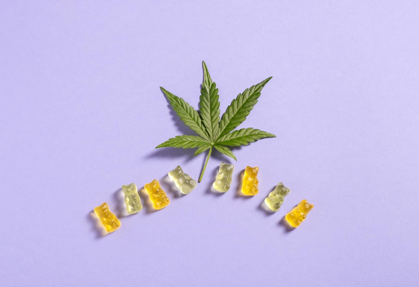 cannabis gummies on purple background functional groups bacterial infections high concentrations volatile compounds essential oils terpene profiles what are terpenes play other terpenes psychoactive effects