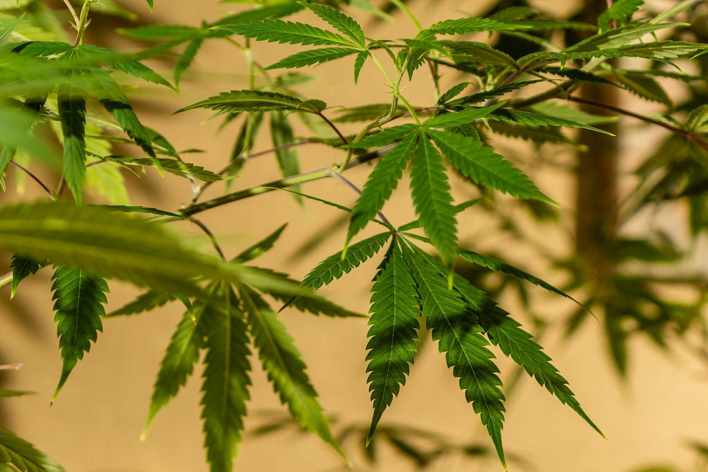 close up of green marijuana plants drying cannabis cultivation cloudy and amber trichomes potted plants own cannabis plant own marijuana plant harvested weed wet trimming entire plant growing cannabis harvest time