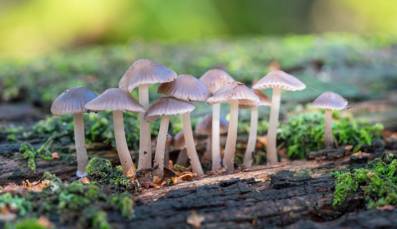 fresh magic mushrooms growing wire rack mental health issues uv light a few days psilocybe cubensis slimy texture baking sheet about a week