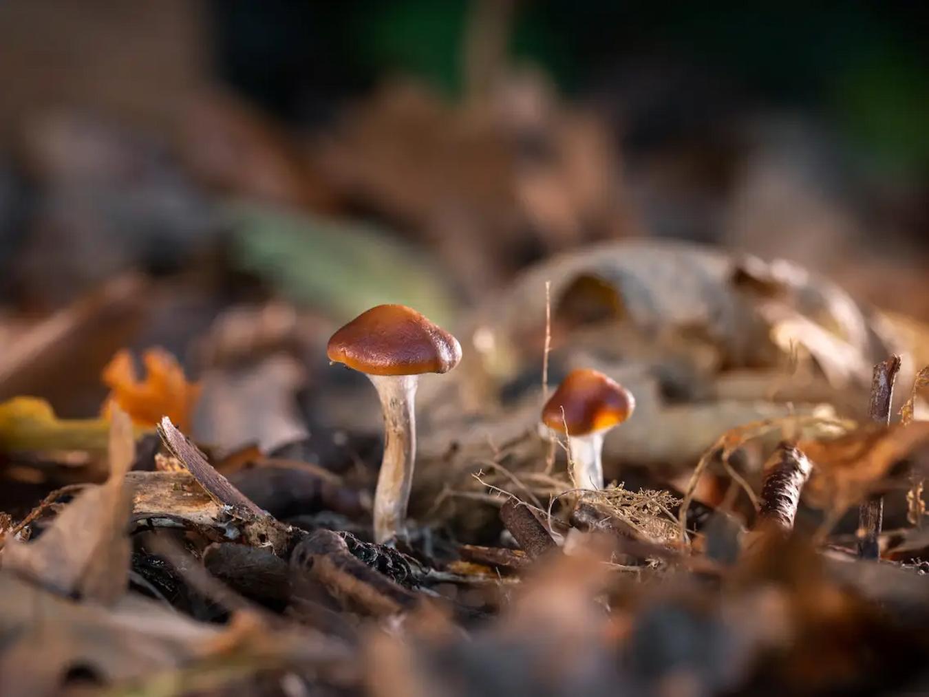 mushrooms growing in the ground shroom addiction urine tests magic mushroom trip taking mushrooms specific tests hallucinations shrooms produce