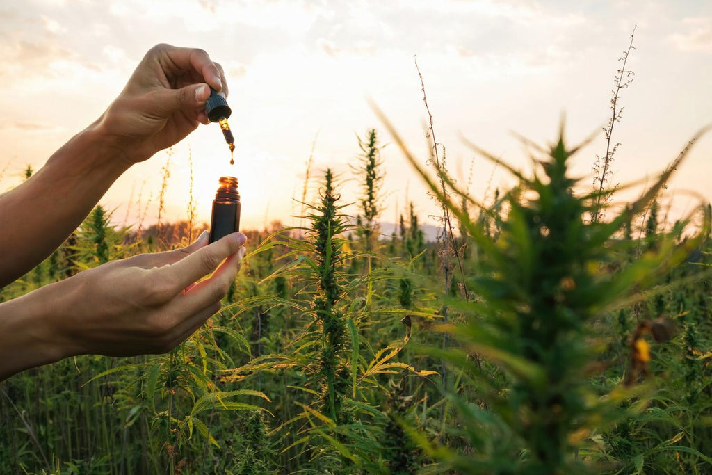 someone holding a dropper jar in a field of weed dry trimming fan leaves sugar leaves overripe buds peak maturity bud production growing medium medical marijuana card flowering cycle outdoor weed cannabis growth