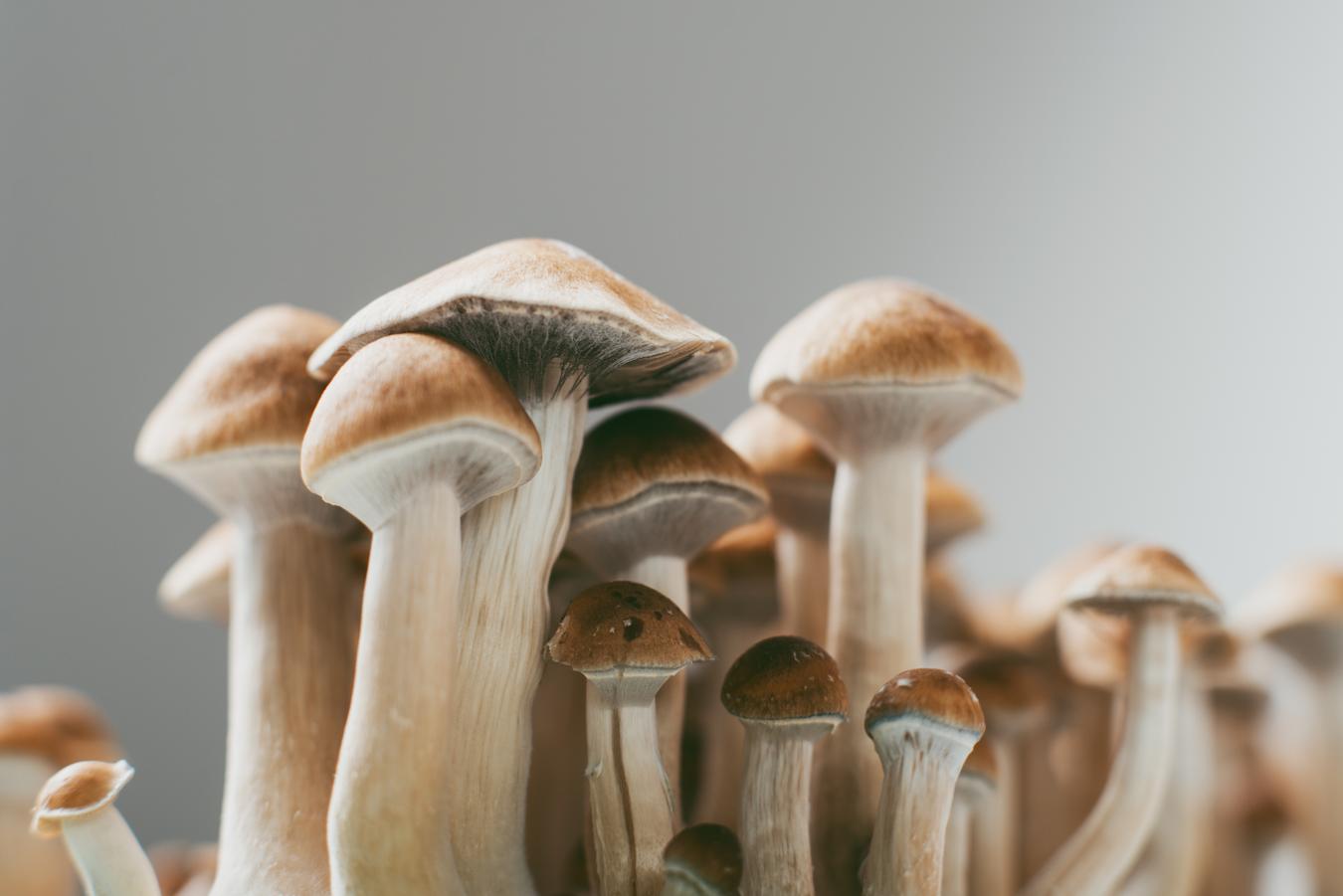 stalks of mushrooms tea research consumed treatment risks hallucinations risk dangerous mood