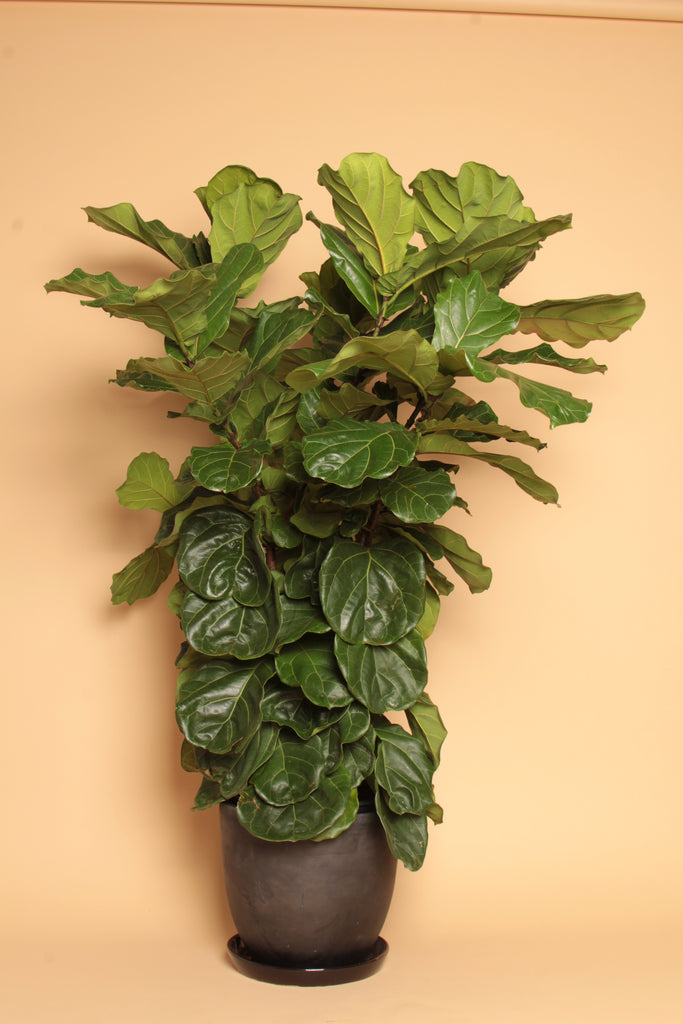 Ficus Lyrata_tula plants and design_Tula house