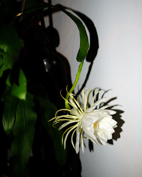 Epiphyllum oxypetalum, or Queen of the Night, an arid epiphyte, for sale at Tula Plants & Design.