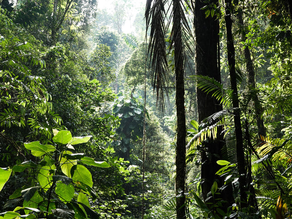 Tropical Rainforest Biome