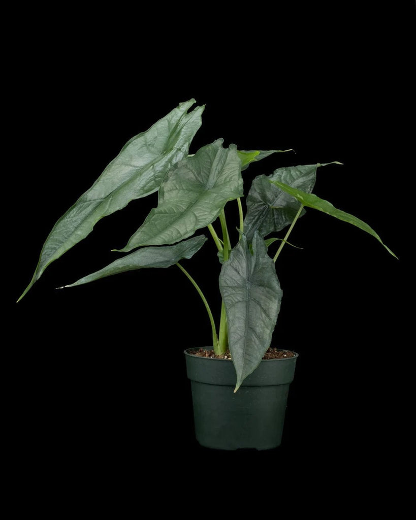 An Alocasia heterophylla air purifying plant in a green pot