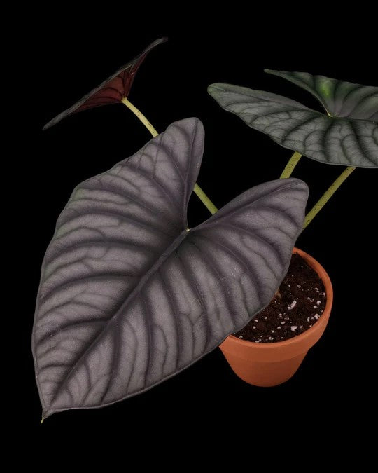 The Alocasia imperialis air purifying plant in a brown planter