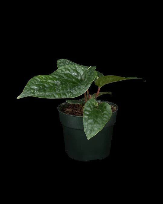 An Anthurium radicans air purifying plant in a green pot