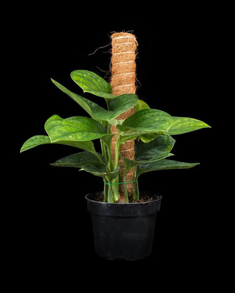 a climbing Monstera plant next to a red wall