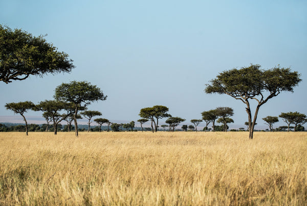 A Savanna biome with dry grass and spotty trees.