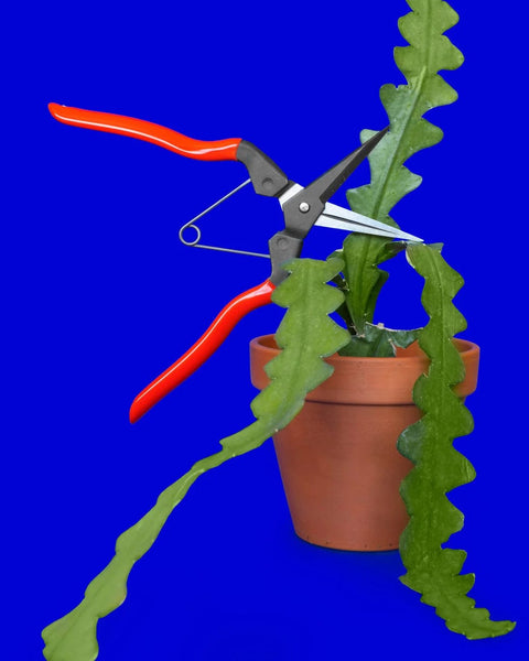 garden snips on a trailing plant against a blue background