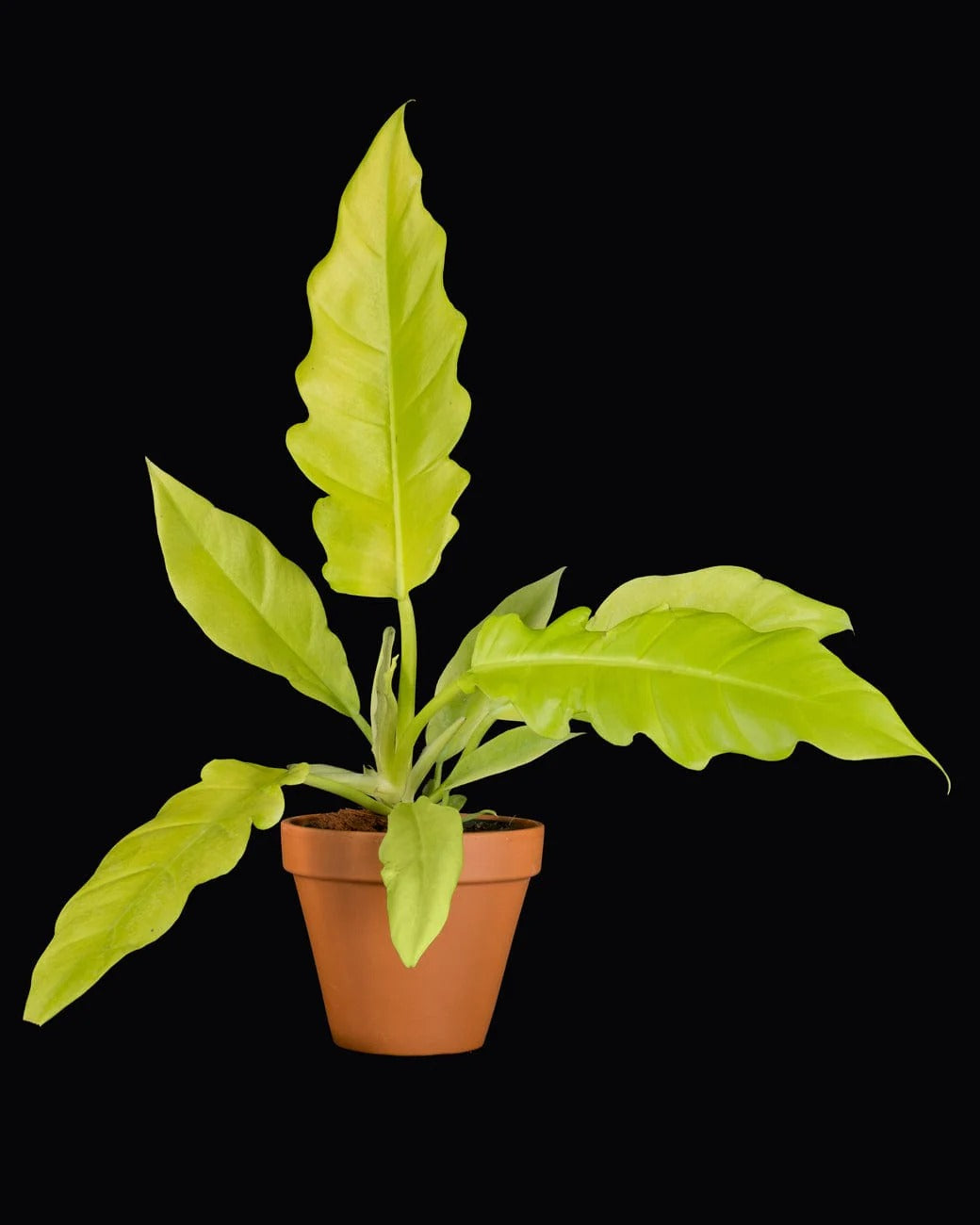 Golden Saw Philodendron in terra cotta pot