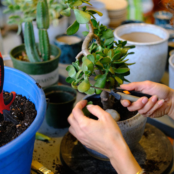 Jade (Crassula ovata) is an easy succulent to propagate using stem cuttings.
