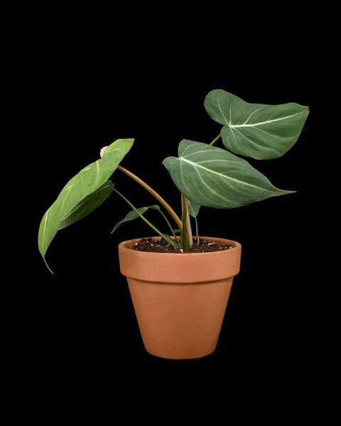 a Philodendron gloriosum air purifying plant against a black background
