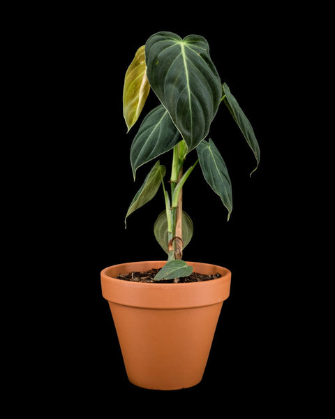 Philodendron melanochrysum trailing plant in terracotta pot