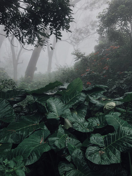 A Cloud Forest, or Montane Forest, which receives nearly constant rainfall or fog.