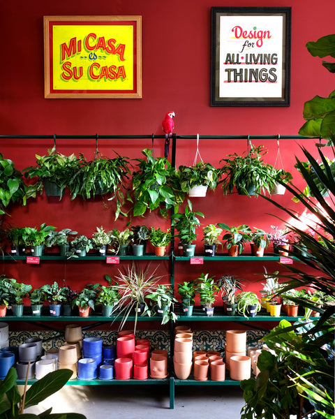 A selection of tropical plants and glazed pottery in the Tropical Room at Tula Plants & Design in Brooklyn NY.