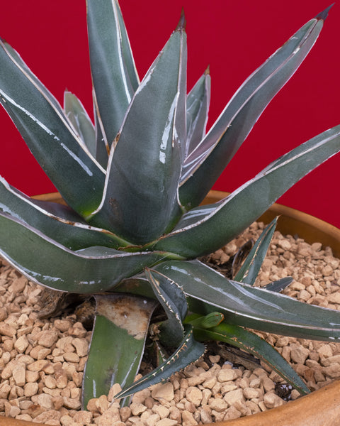 Agave victoriae-reginae, the perfect plant to propagate by separating pups or offsets from the mother plant, for sale at Tula Plants & Design.