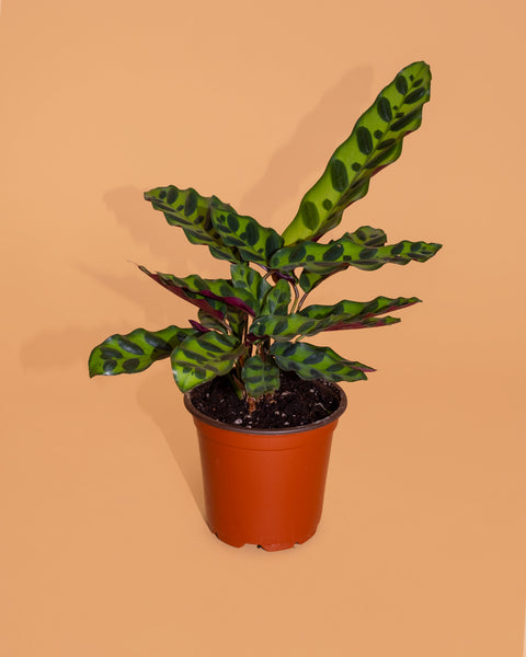 Calathea lancifolia, or Rattlesnake Plant, is a humidity-loving tropical plant.