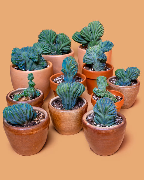 Myrtillocactus geometrizans Crested for sale at Tula Plants & Design.